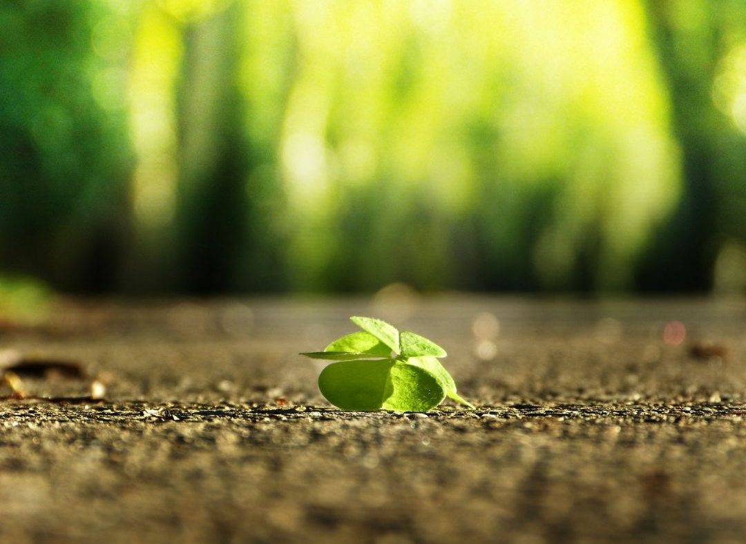 A small green sprout growing through cracked earth with bright sunlight filtering through blurred green foliage behind